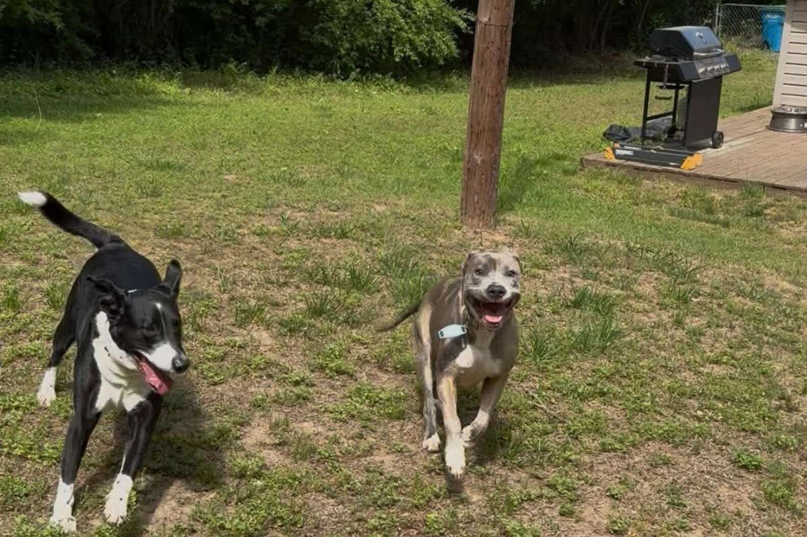 犬たちが外で遊んでいる