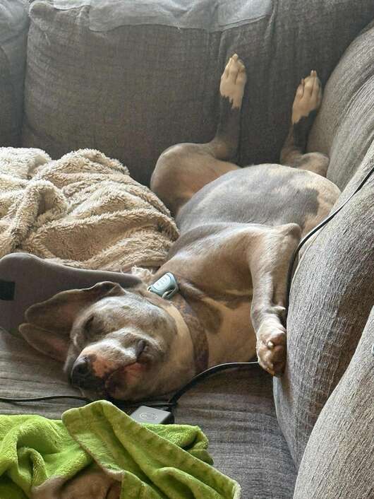 犬が草の上にいる