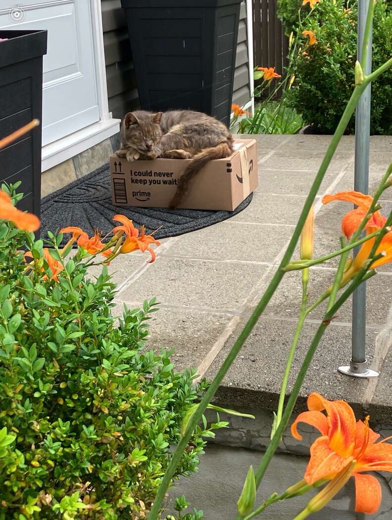 猫のマリベル