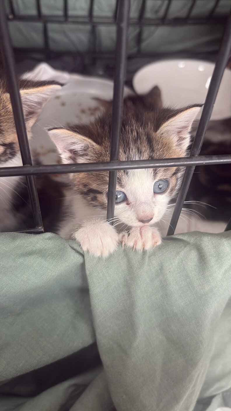 kitten