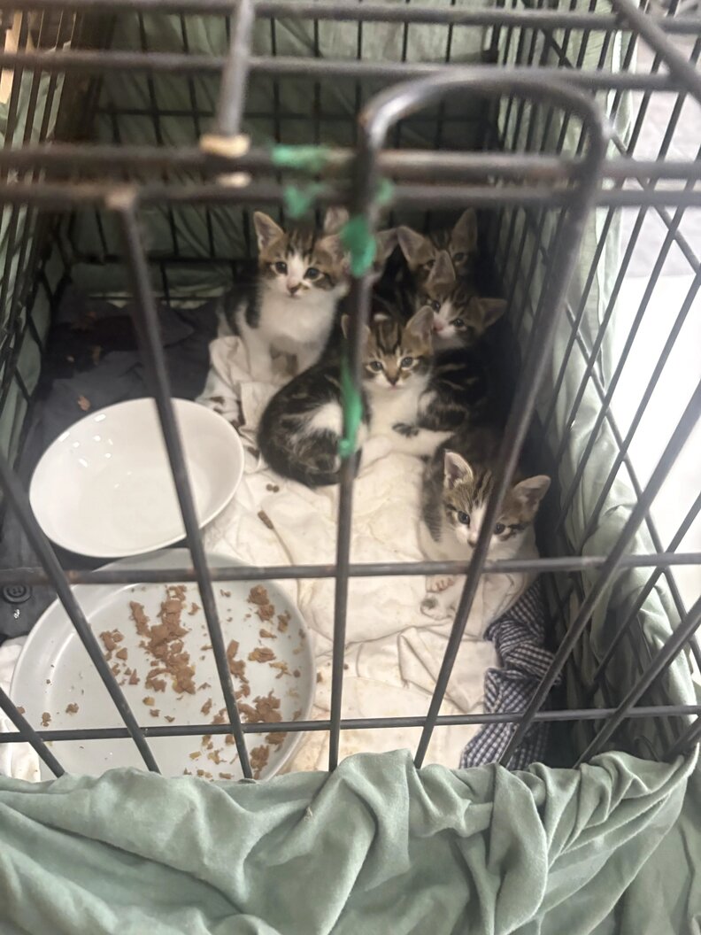 kittens
