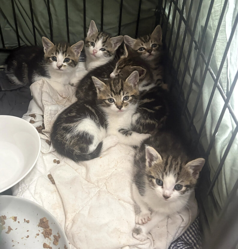 kittens