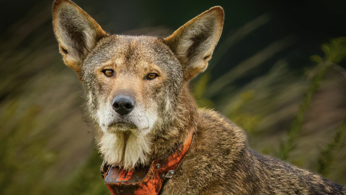 Photographer Zooms In And Spots A Rare Wolf With Fewer Than 40 Left In The Wild