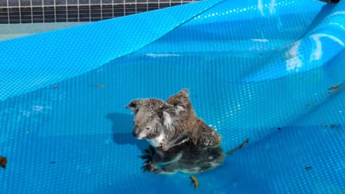 Mama And Baby Cling To Each Other On Pool Cover As They Slowly Sink Into Water