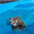 Mama And Baby Cling To Each Other On Pool Cover As They Slowly Sink Into Water