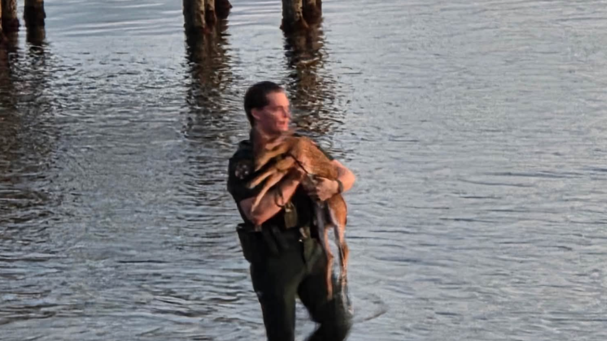 Officer Dives Under Dock To Save Baby Animal — Then Reunites Her With Mom