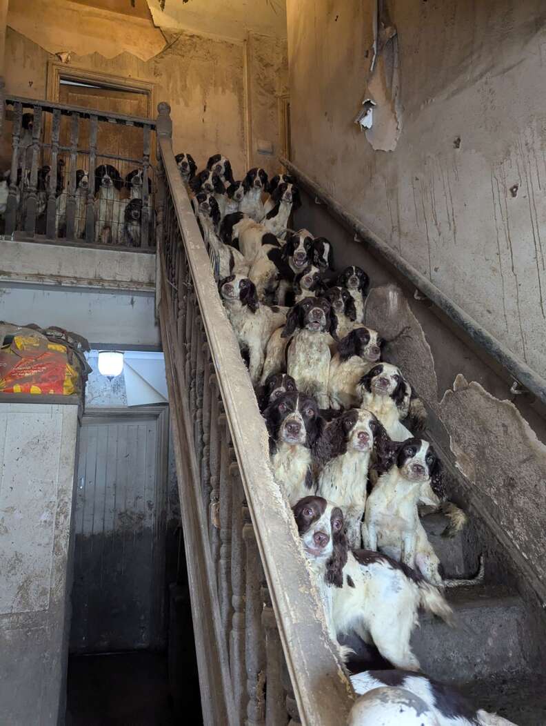 階段に並んだ犬たち
