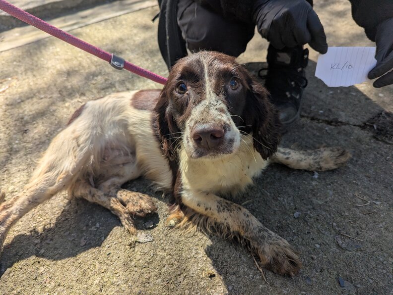 犬のケアを受ける様子