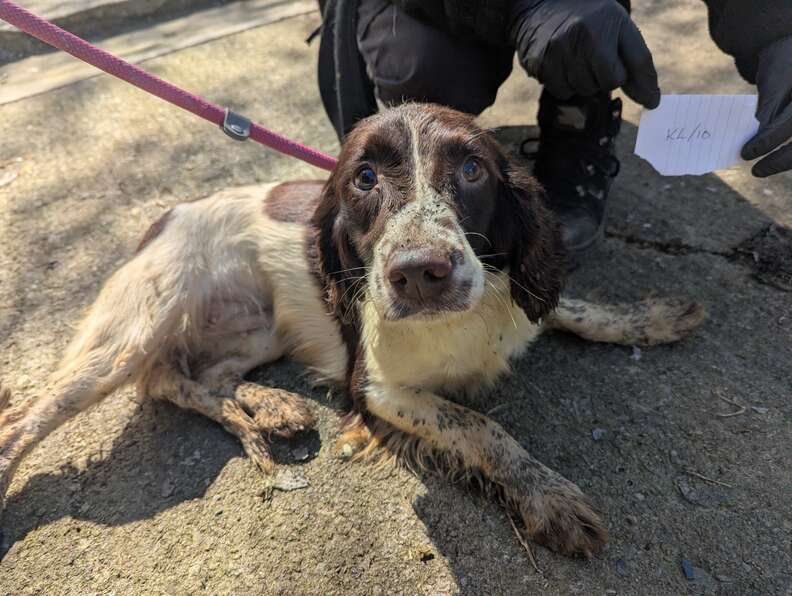 犬のケアを受ける様子