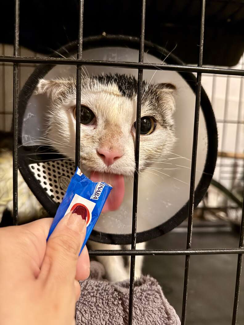 Callie resting during quarantine