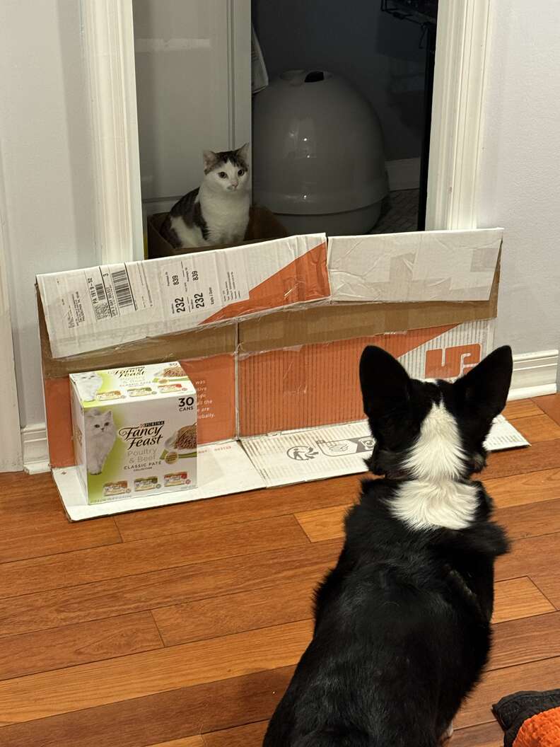 Callie exploring her new surroundings