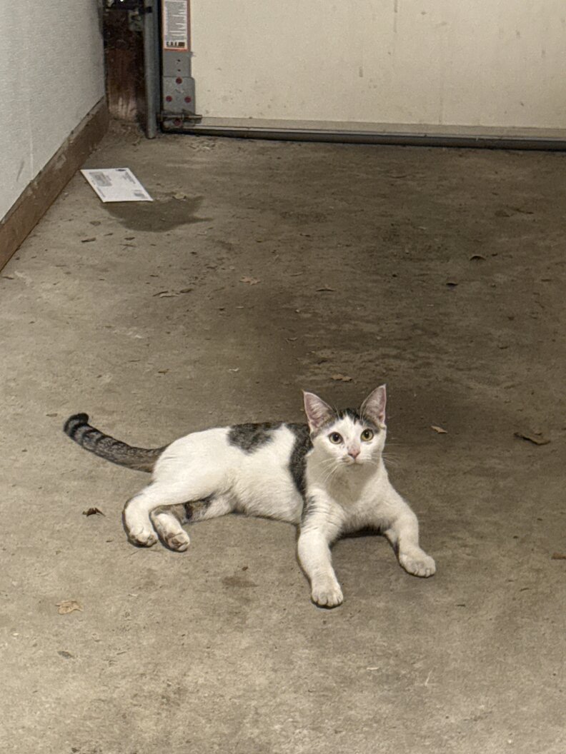 迷い猫