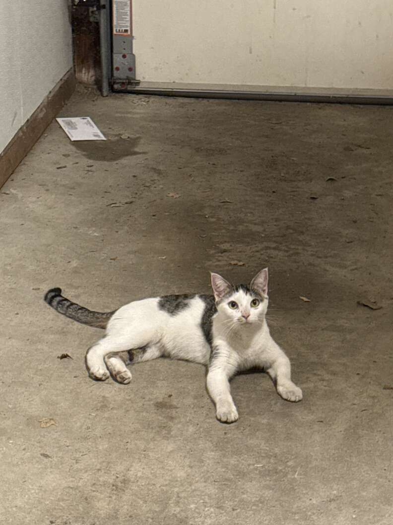 迷い猫