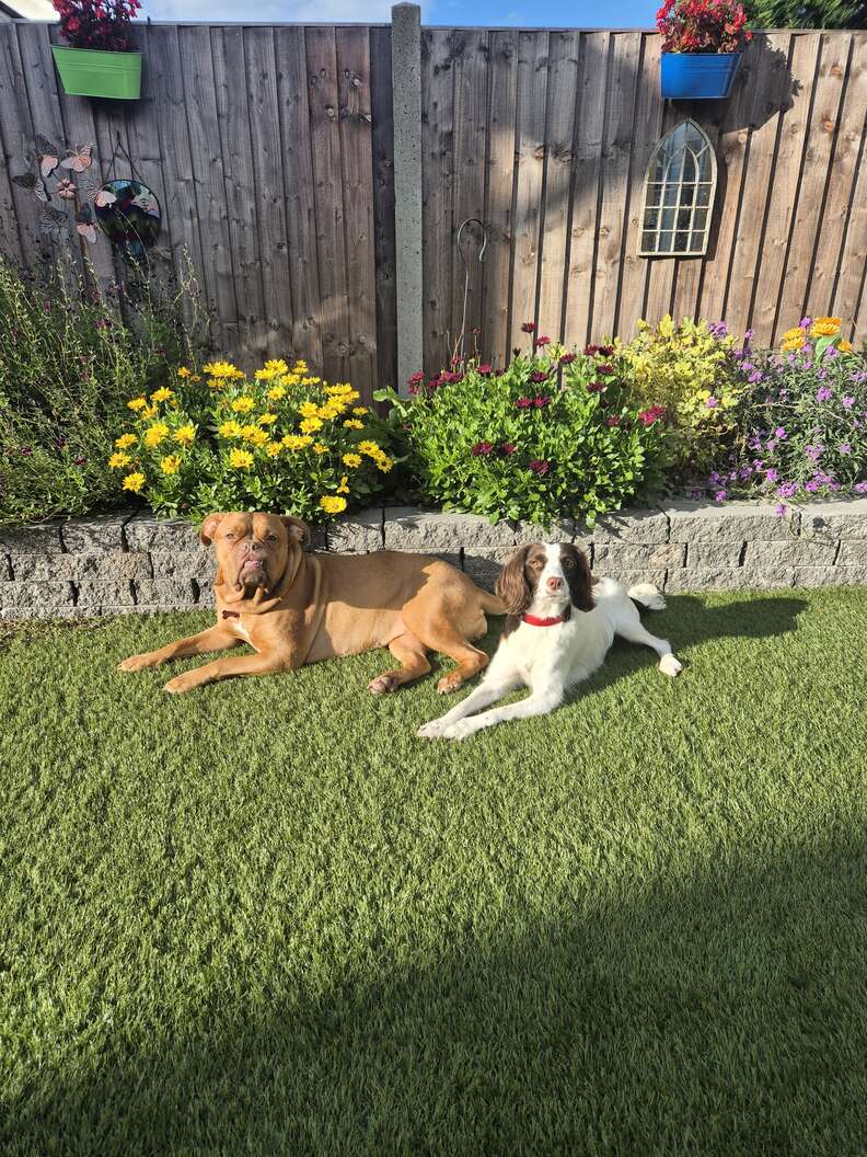 のびのびと過ごす犬