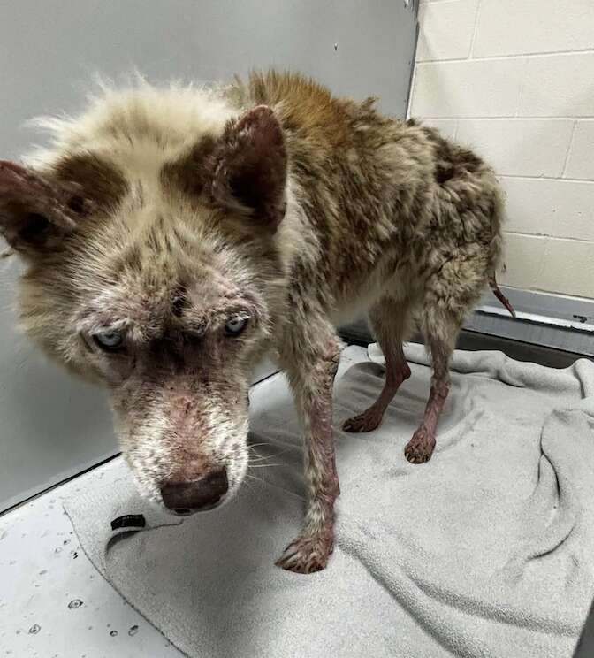 シロの最初の状態