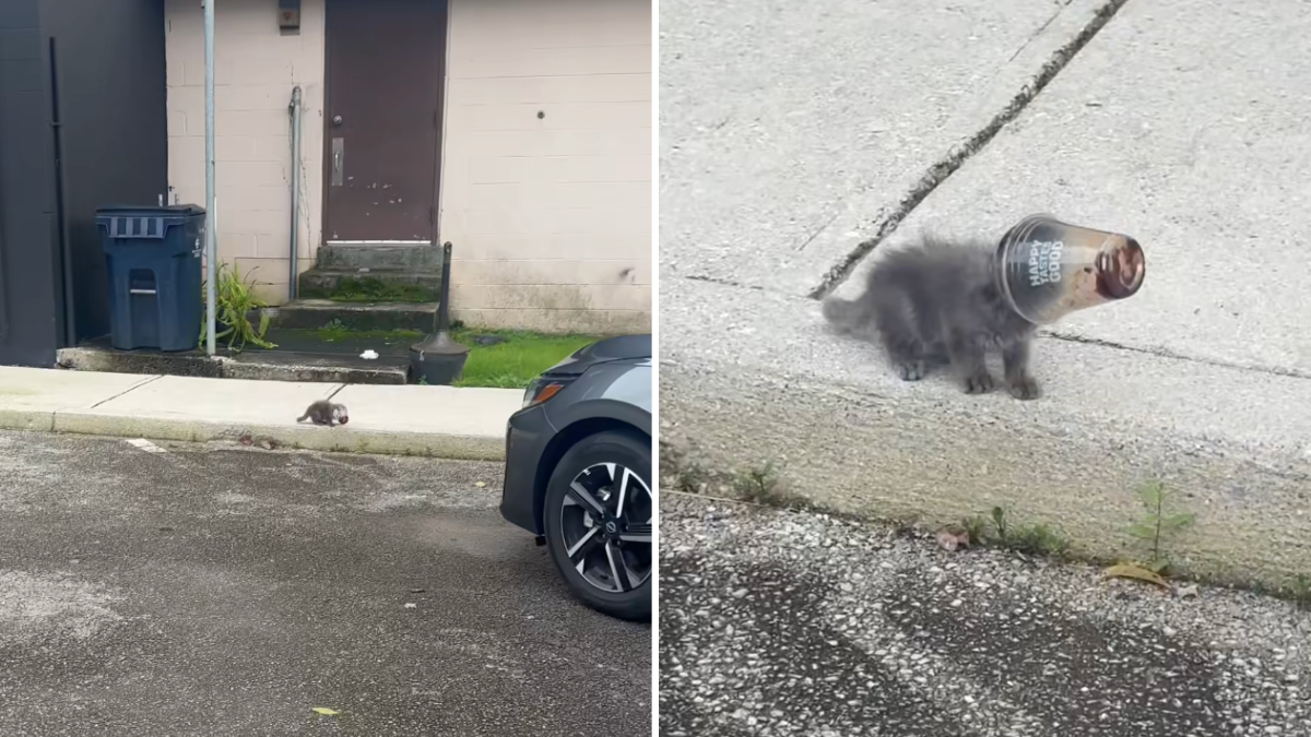 Woman Spots Dairy Queen Cup Moving On Sidewalk And Finds Fudge-Covered Baby Stuc...