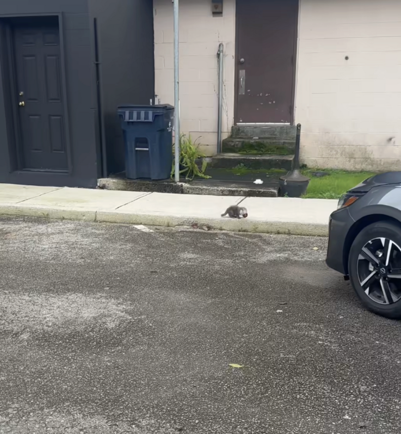 子猫がカップに trappedしてる
