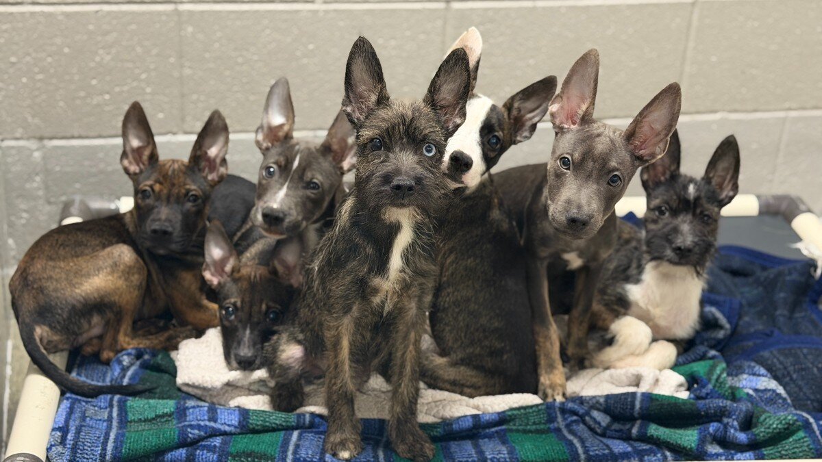 puppies with big ears
