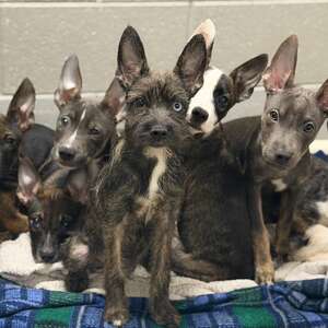 puppies with big ears