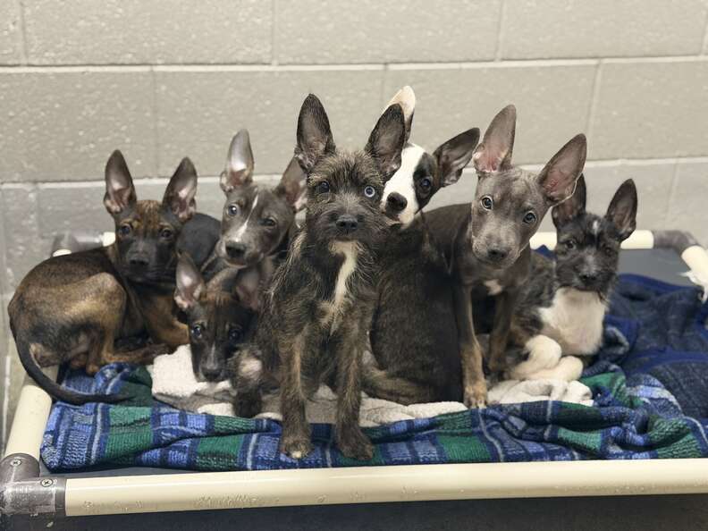 puppies with big ears