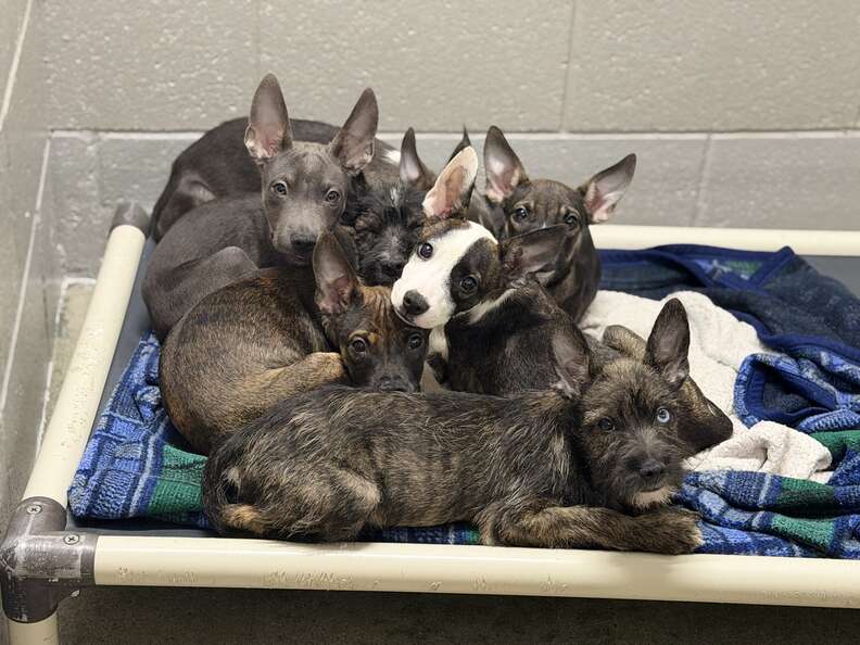 puppies