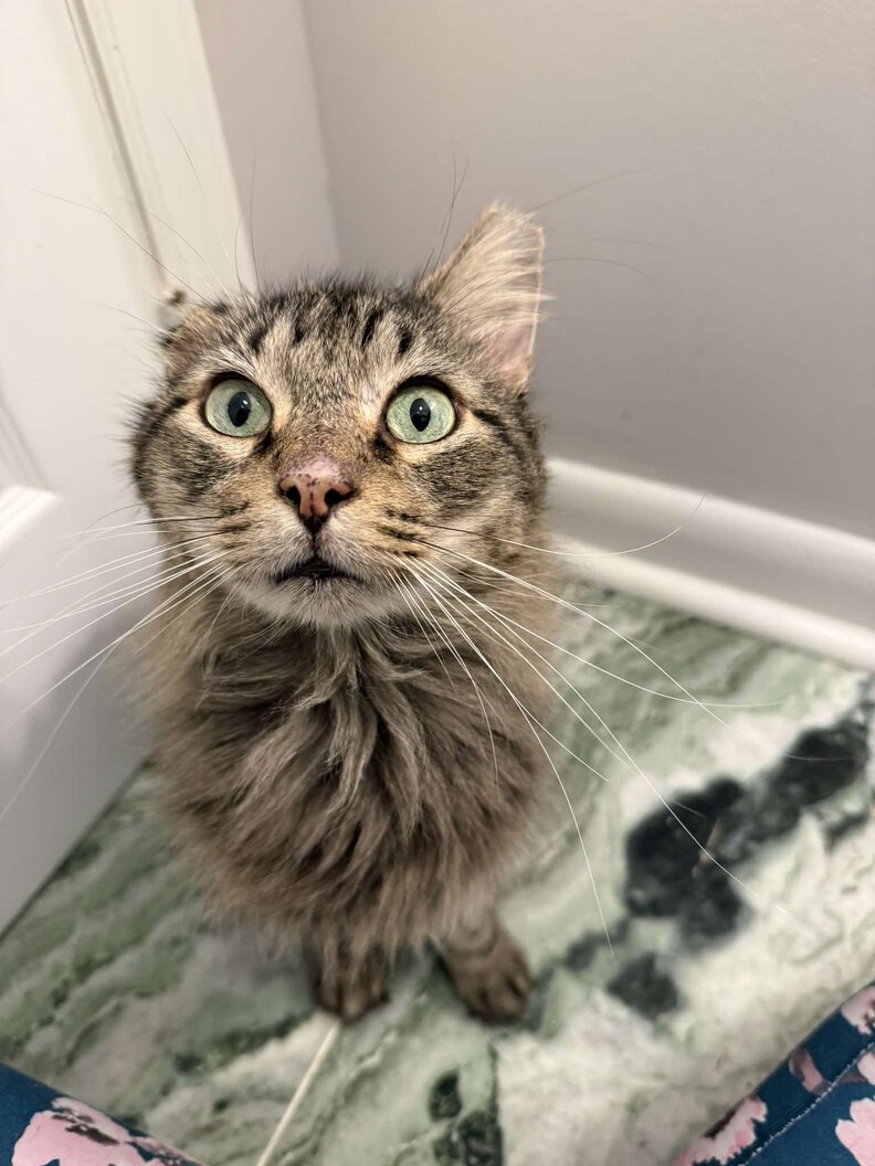 Image of a cat named Merlin with cauliflower ear