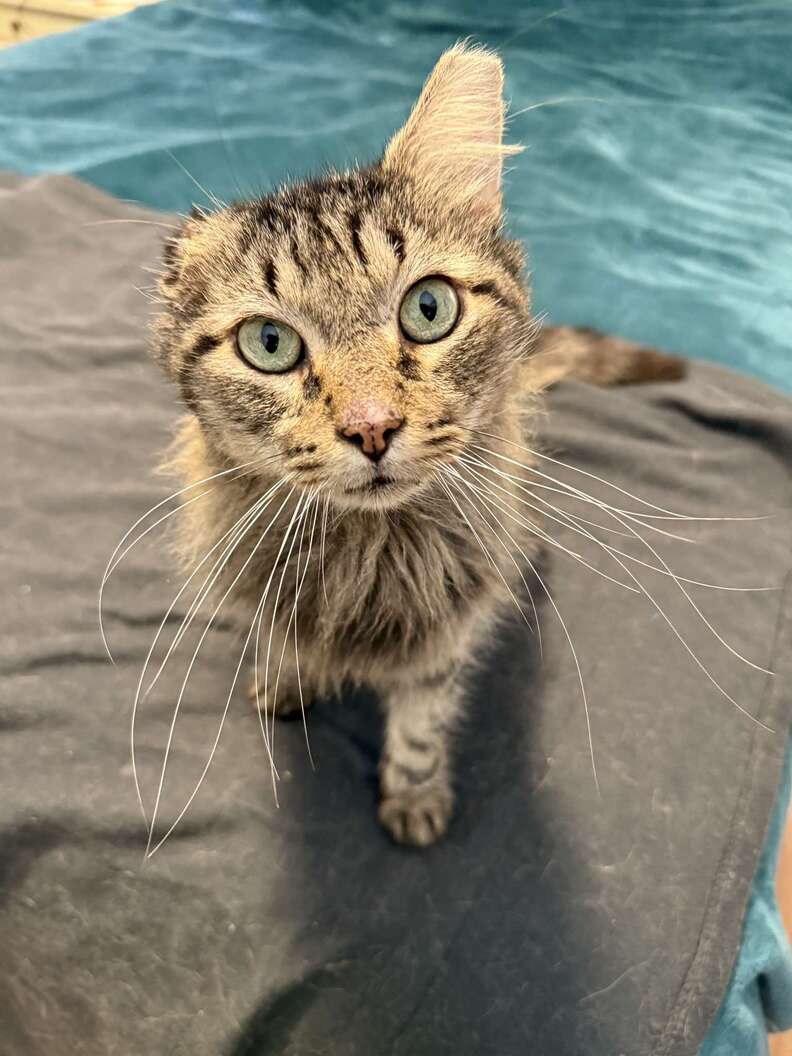 Image of Merlin showing signs of distress