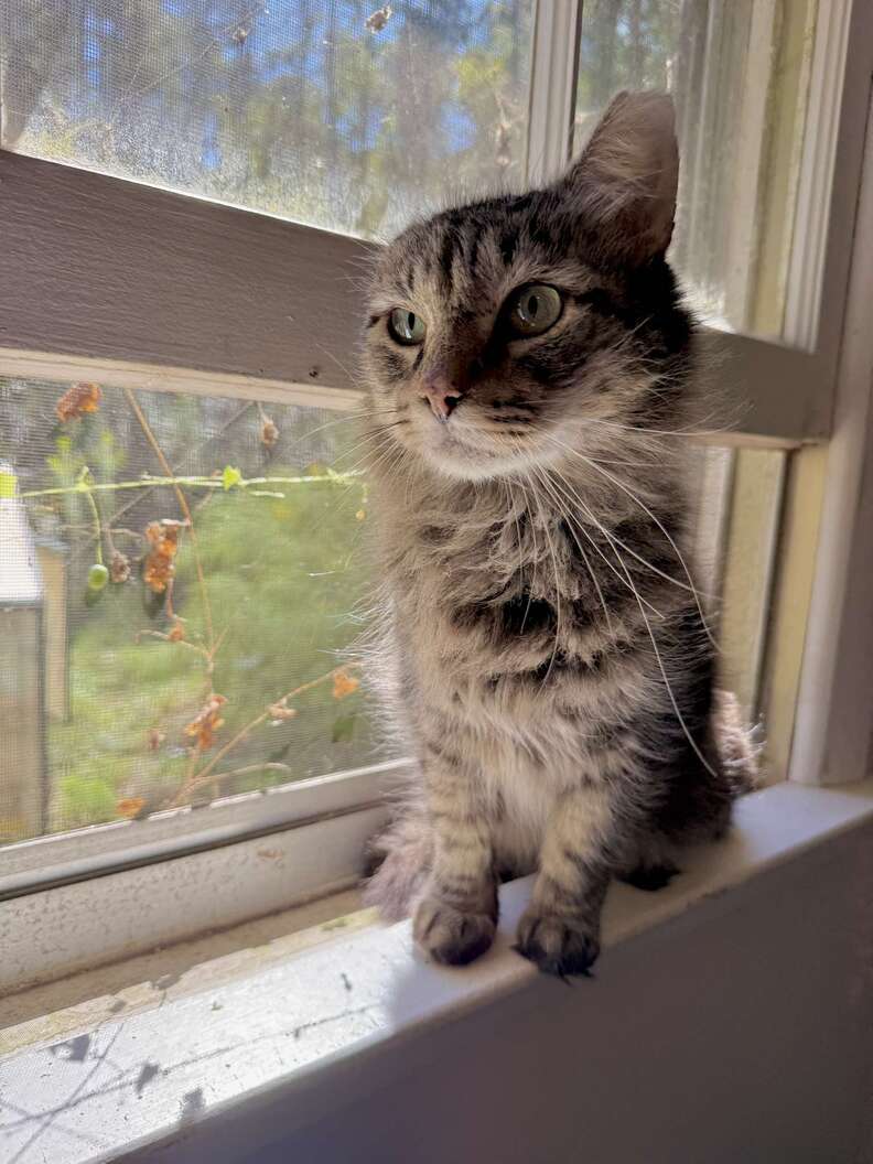 Merlin relaxing at his foster home