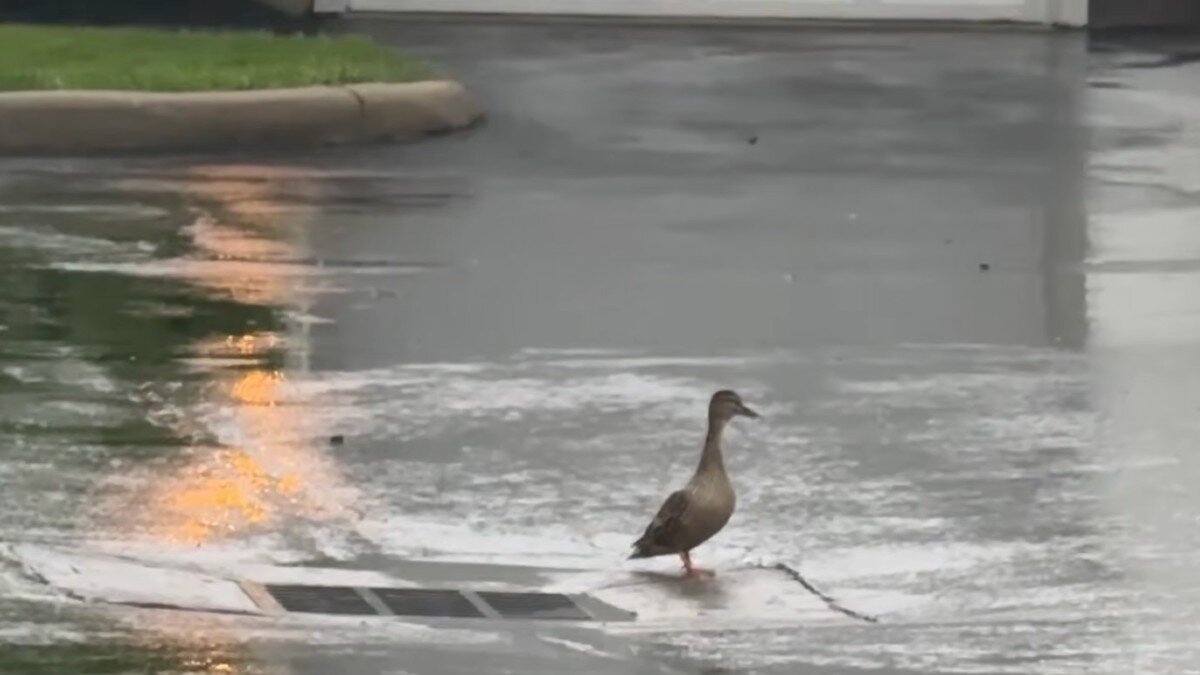 Mama Duck Guarding A Storm Drain Leads Rescuers To Her Trapped Babies