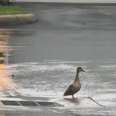 Mama Duck Guarding A Storm Drain Leads Rescuers To Her Trapped Babies