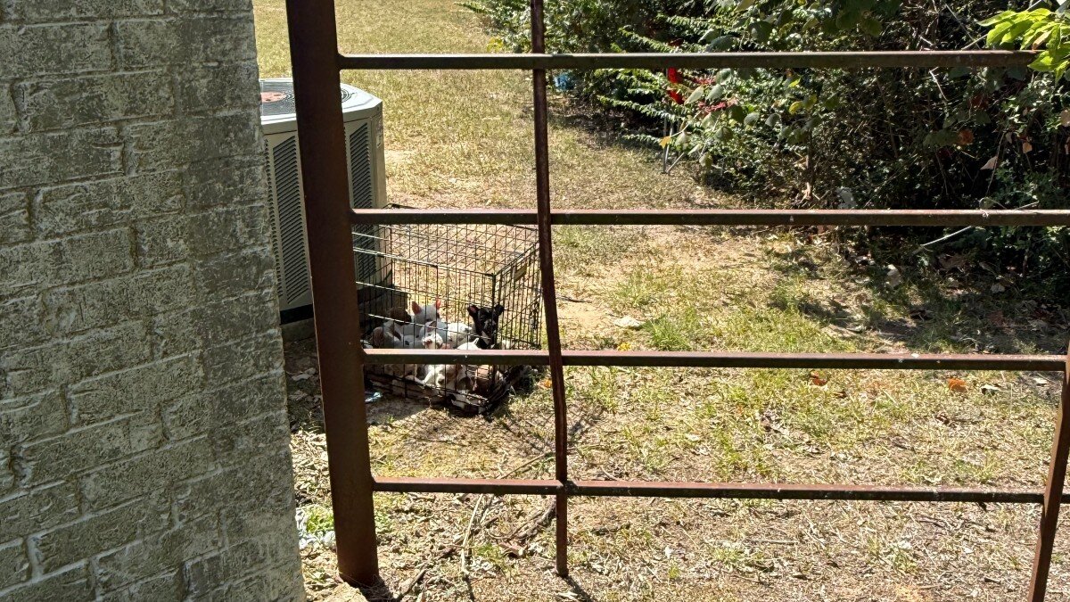 puppies abandoned behind a building
