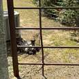 puppies abandoned behind a building