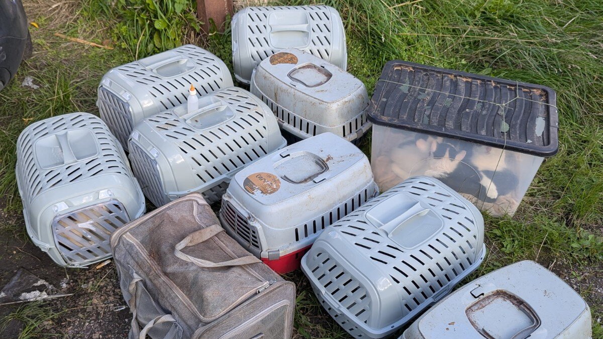 Man Out For Walk Finds Boxes Piled In Alley With 26 Little Lives Sealed ...