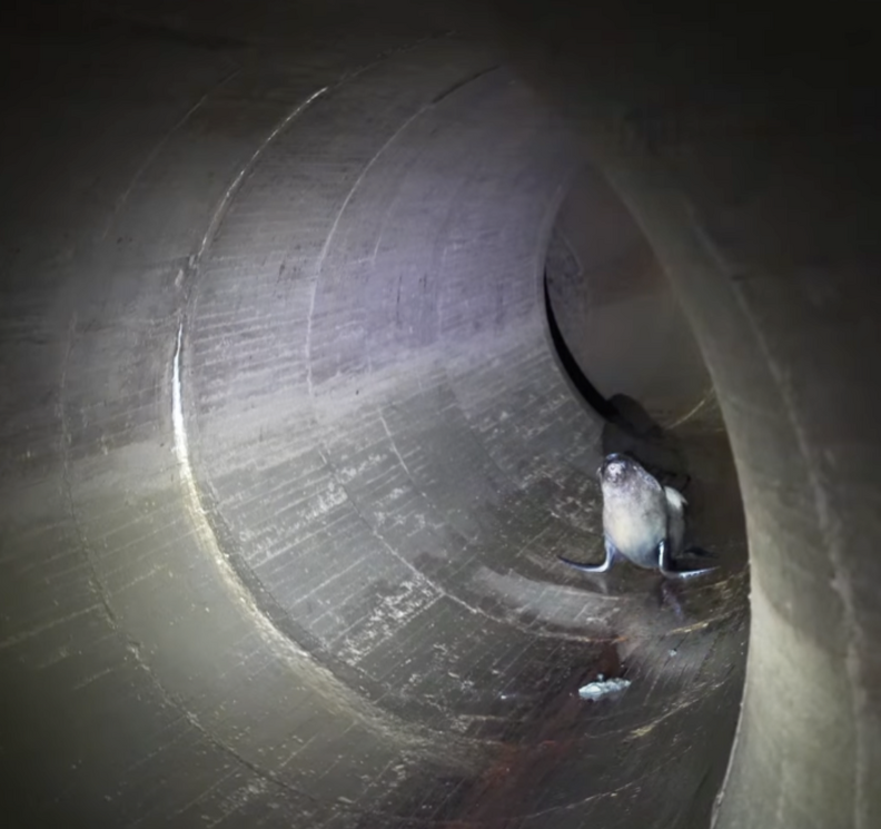 Dock Workers Follow Cries Through Dark Tunnels And Find 4 Trapped Seals