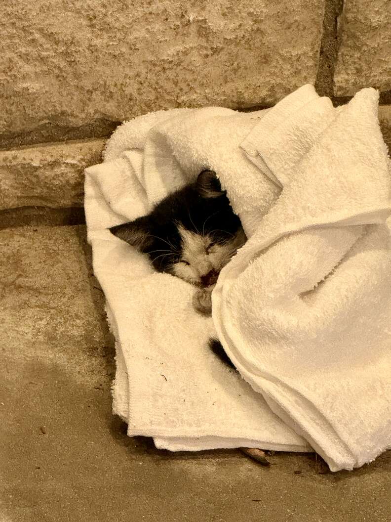 子猫
