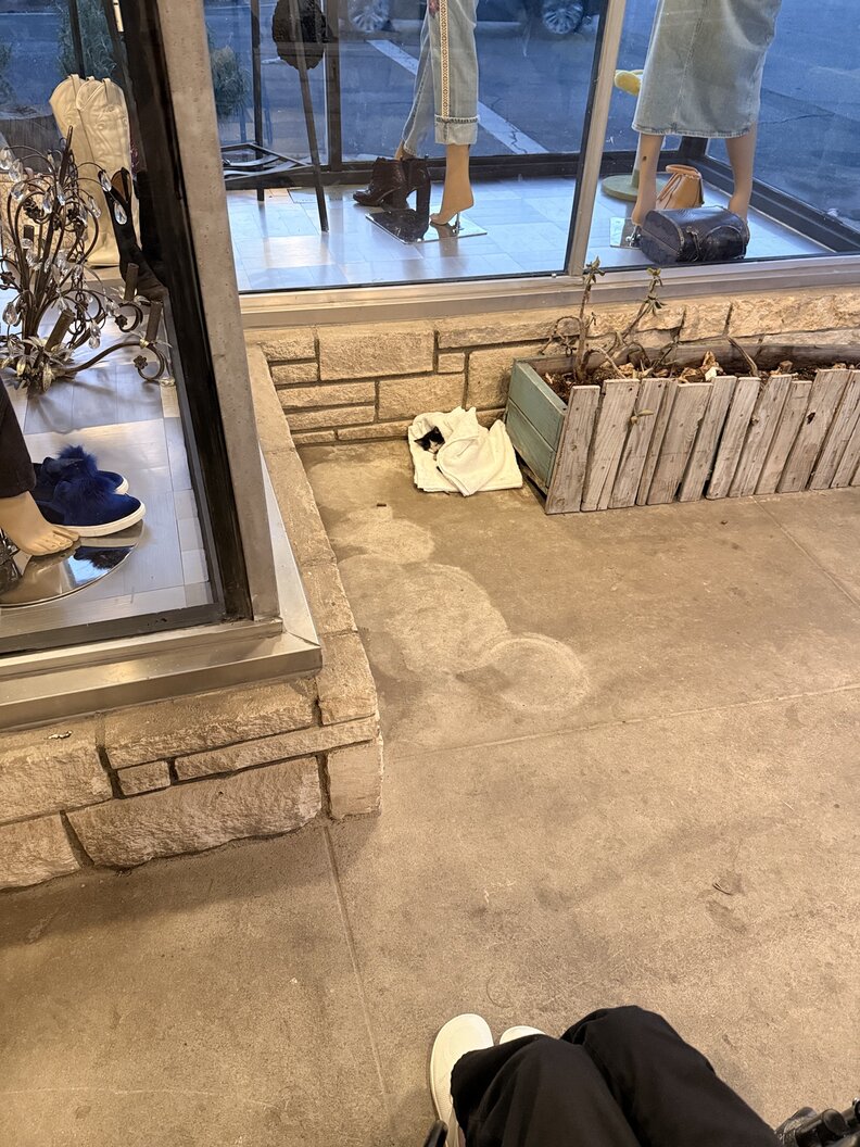 捨てられた子猫