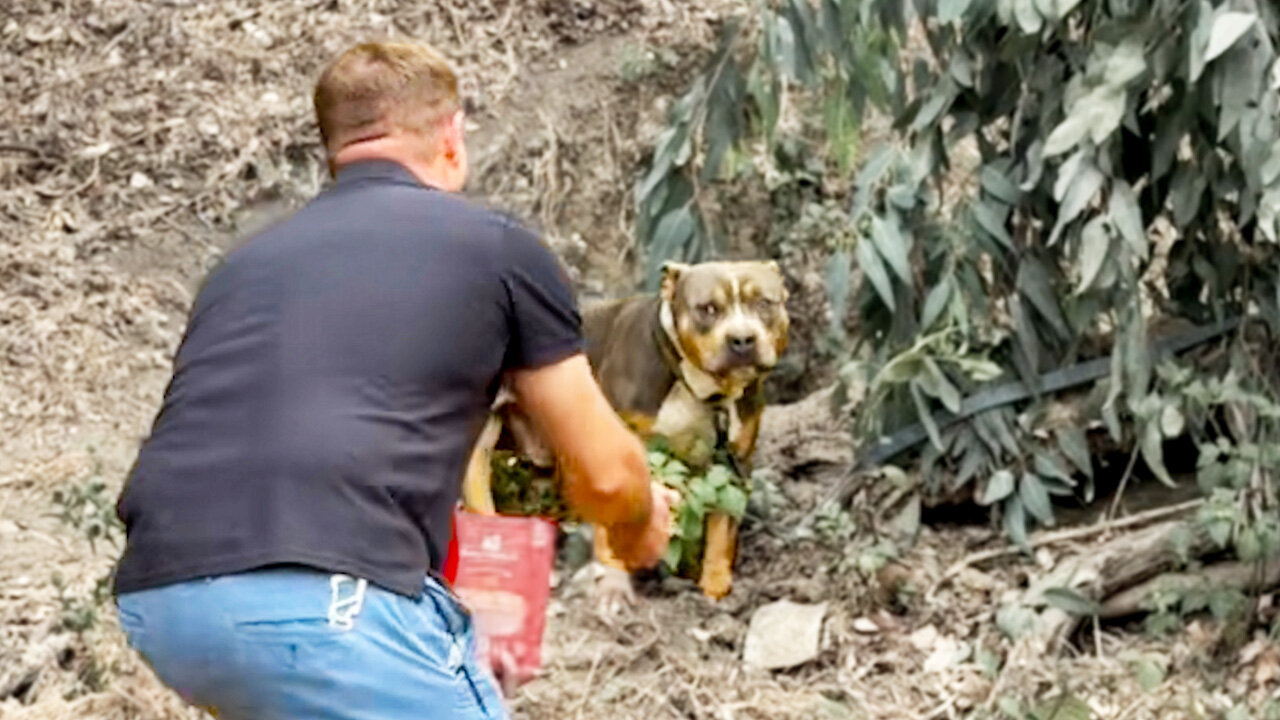 Adult Pittie Tied To A Tree Next To Freeway Finally Learns To Play