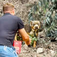Adult Pittie Tied To A Tree Next To Freeway Finally Learns To Play
