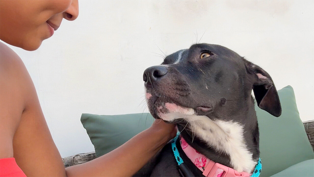 Grieving Foster Dog Is Afraid Of Everyone Except One Person