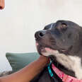 Grieving Foster Dog Is Afraid Of Everyone Except One Person
