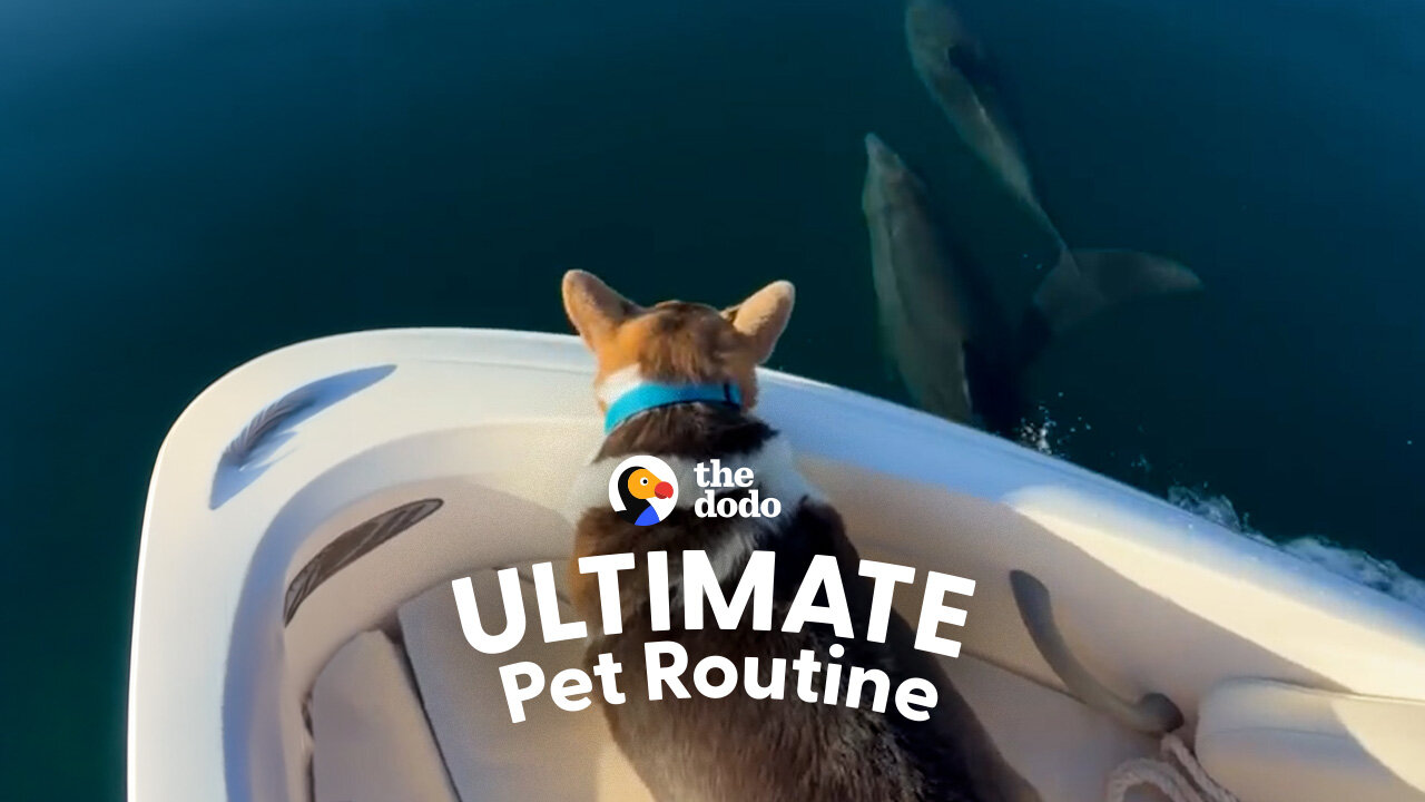 Corgi Always Gets Front-Row Seat To Dolphins Leaping Out Of The Water