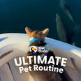 Corgi Always Gets Front-Row Seat To Dolphins Leaping Out Of The Water