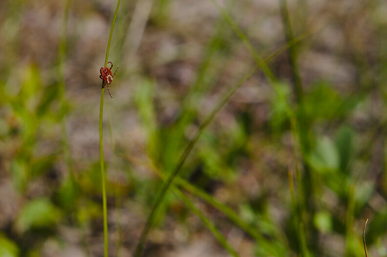 Tick Season Isn't Over, And The Lone Star Tick Could Put Your Pets At Risk