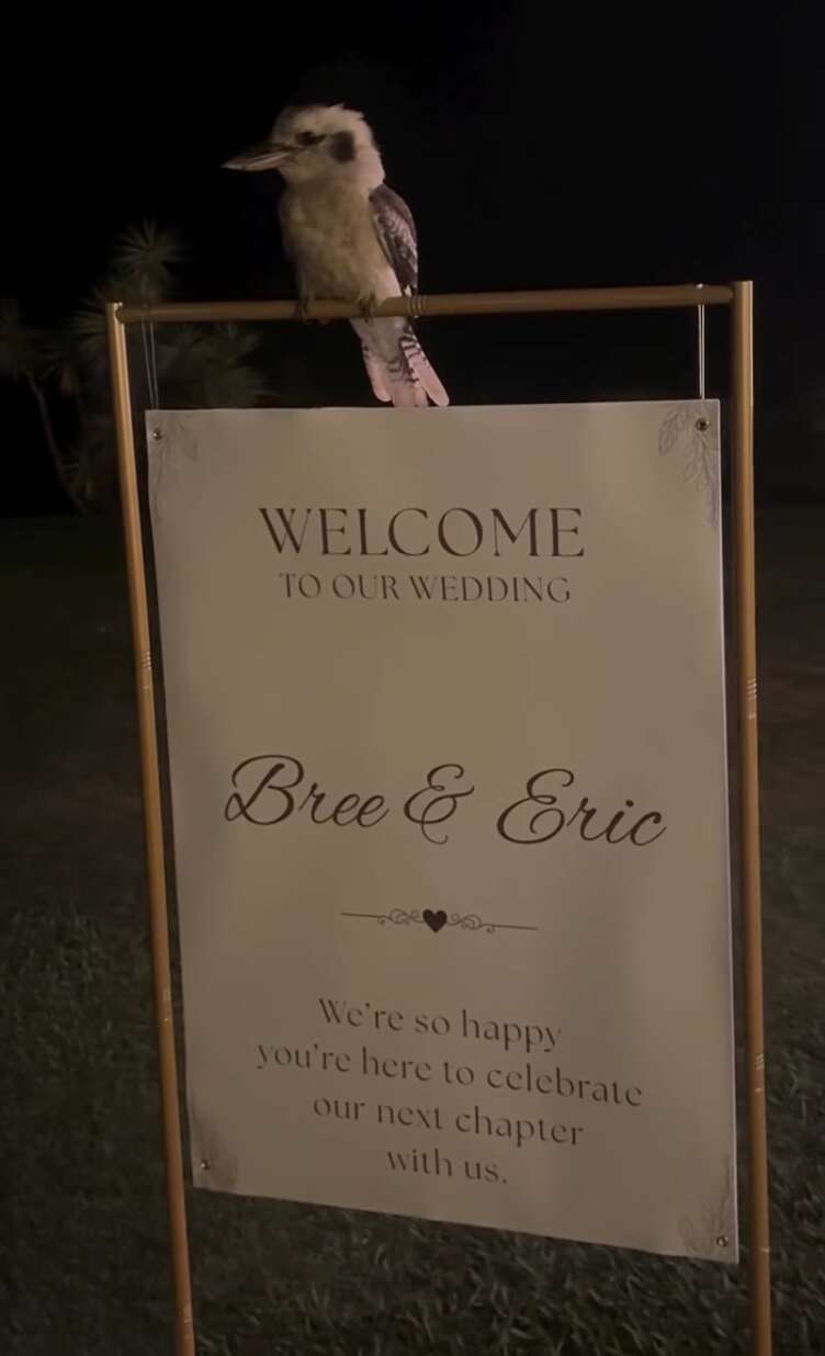 カカブーラの観察