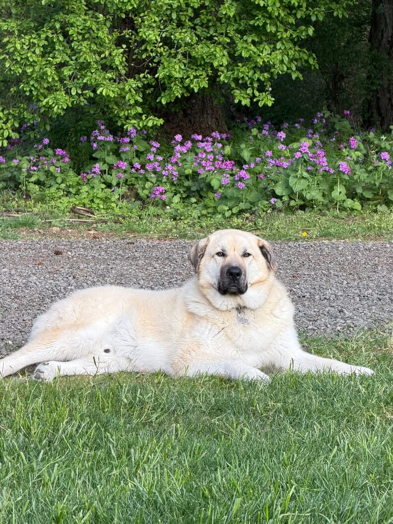 Bear