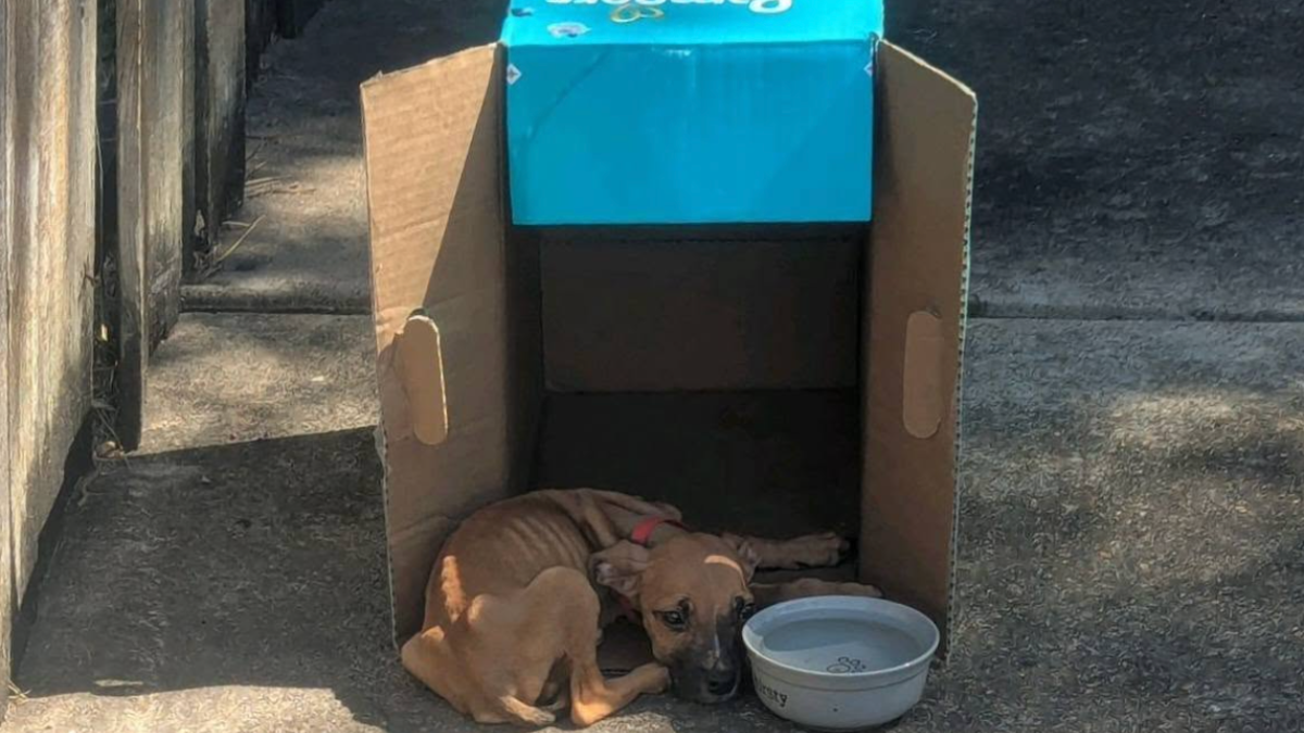 Woman Follows ‘Strange Noises’ To Dumpster And Finds Tiny Soul Living In Diaper Box