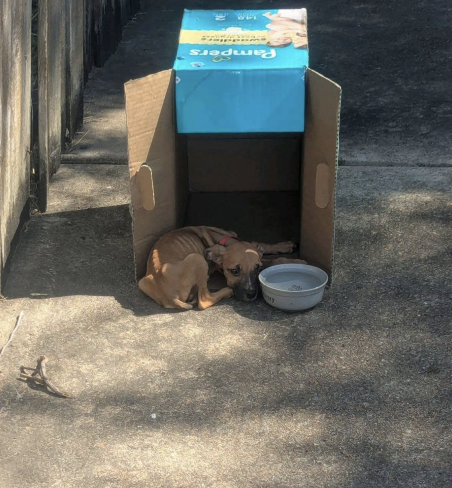 Woman Follows ‘Strange Noises’ To Dumpster And Finds Tiny Soul Living ...