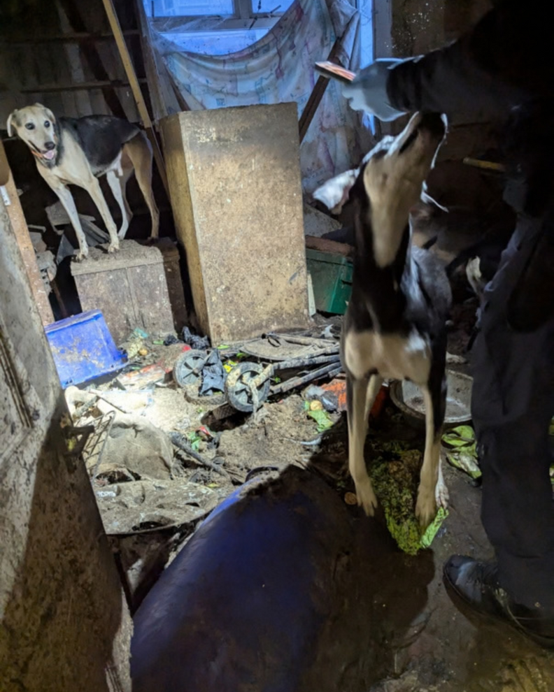 Dog Forced To Live In Total Darkness Is Finally Learning How To Exist In The Light