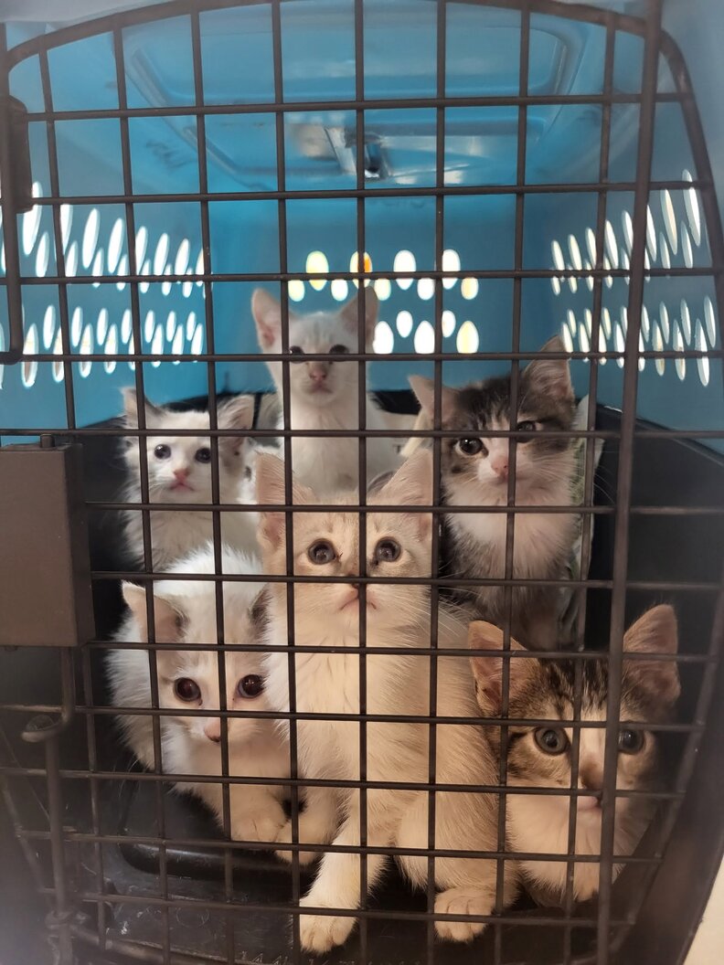 Homeowner finds abandoned trailer in her backyard and realizes it's hiding babies 7 kittens in a cage