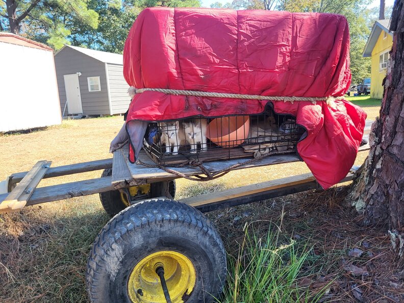 Homeowner finds abandoned trailer in her backyard and realizes it's hiding babies 3 kittens under a tarpaulin